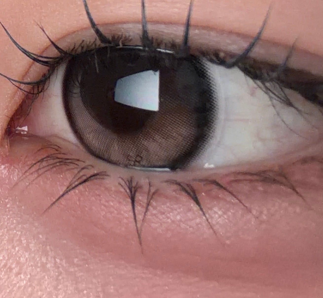 [I-SHA] リボン ロージーウッド【1ヶ月】軸固定